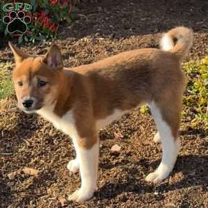 Fiona, Shiba Inu Puppy